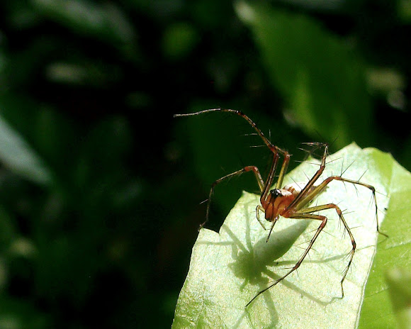 Spotting Image 1
