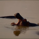 hippopotamus
