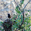 Rusty Blackbird