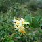 Etruscan Honeysuckle
