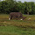 bignrhino