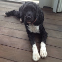 Portuguese water dog.
