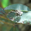 Eurybranchid leaf-hopper nymph