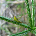 Katydid Nymph
