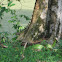 Green Iguana