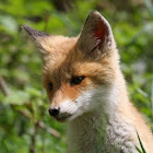 Red Fox