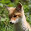 Red Fox
