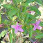 Violet Flower