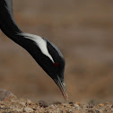 Demoiselle Crane