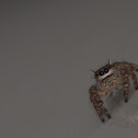 Tan Jumping Spider