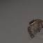 Tan Jumping Spider
