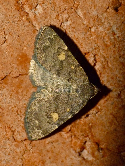 Spotting Image 1