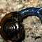 Garlic glass snail
