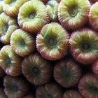 Great Star Coral