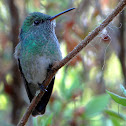 Versicolored Emerald