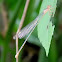 damselfly
