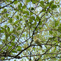 Icterine Warbler