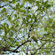 Icterine Warbler