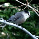Gray Jay