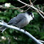 Gray Jay
