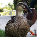 Mallard Duck
