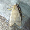 Banded Tussock Moth