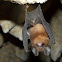 Roundleaf bat