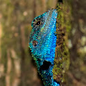 Tree Agama