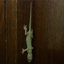 Gecko