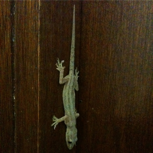 Spotting Image 1