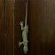 Gecko