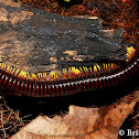 Fire millipede