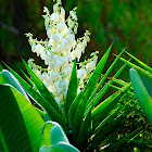 Flowering Yucca