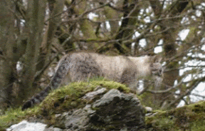 Lomondkatz Snow Hunter Kabuki. (Isis)