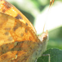 Question Mark Butterfly