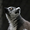 Ring-Tailed Lemur