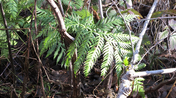 Spotting Image 1