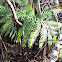Fern