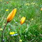 Wild tulips