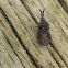 Flat Bug