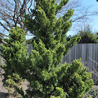 Hook's Juniper