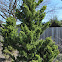 Hook's Juniper