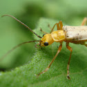 Escarabajo soldado