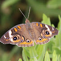 Common Buckeye