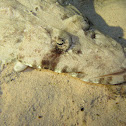 Krokodilvis, Papilloculiceps longiceps