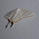 Moth