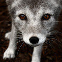Arctic Fox