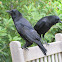 American Crow