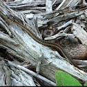 Garter Snake