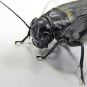 Cricket